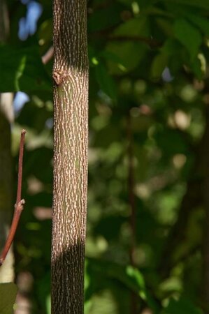 Staphylea elegans 250-300 cm cont. 230L meerstammig - afbeelding 3