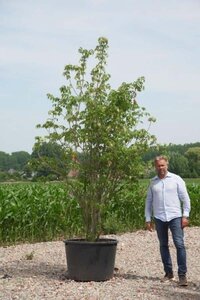 Staphylea elegans 250-300 cm cont. 230L multi-stem - image 2