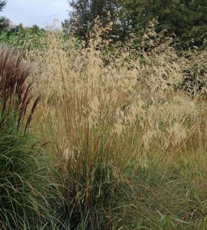 Stipa gigantea geen maat specificatie 0,55L/P9cm - afbeelding 1