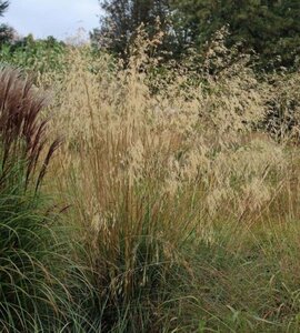 Stipa gigantea geen maat specificatie 0,55L/P9cm - afbeelding 1