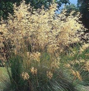 Stipa gigantea geen maat specificatie 0,55L/P9cm - afbeelding 2