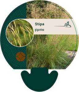 Stipa gigantea geen maat specificatie 0,55L/P9cm - afbeelding 3