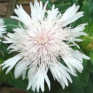 Stokesia laevis 'Alba' geen maat specificatie 0,55L/P9cm