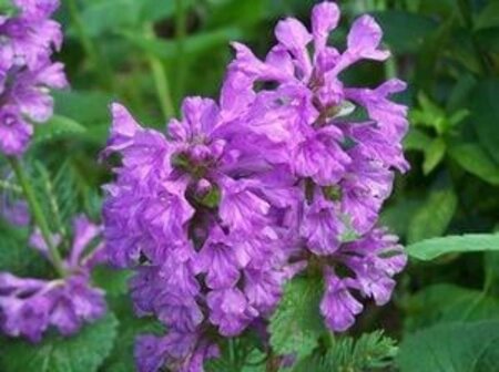 Stachys macrantha 'Superba' geen maat specificatie 0,55L/P9cm - afbeelding 1