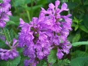 Stachys macrantha 'Superba' geen maat specificatie 0,55L/P9cm - afbeelding 1