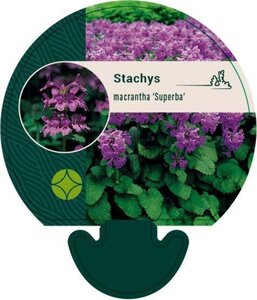 Stachys macrantha 'Superba' geen maat specificatie 0,55L/P9cm - afbeelding 2