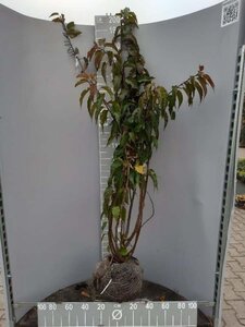 Stachyurus praecox 125-150 cm met kluit