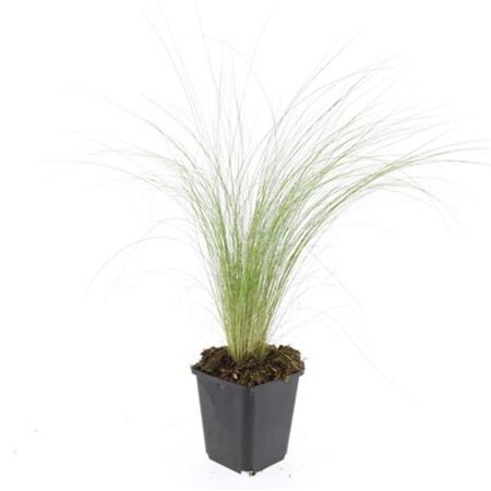 Stipa tenuissima 'Ponytails' geen maat specificatie 0,55L/P9cm - afbeelding 4