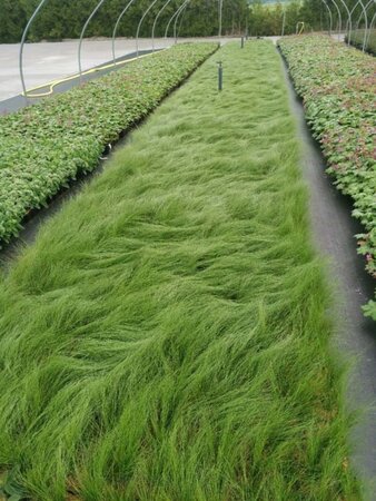 Stipa tenuissima 'Ponytails' geen maat specificatie 0,55L/P9cm - afbeelding 2