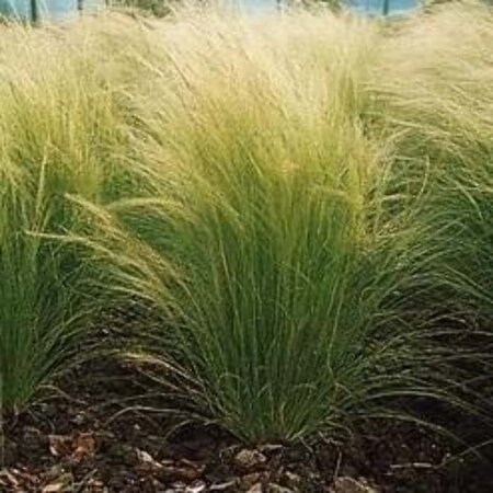 Stipa tenuissima 'Ponytails' geen maat specificatie 0,55L/P9cm - afbeelding 8