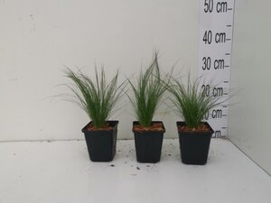 Stipa tenuissima 'Ponytails' geen maat specificatie 0,55L/P9cm - afbeelding 13