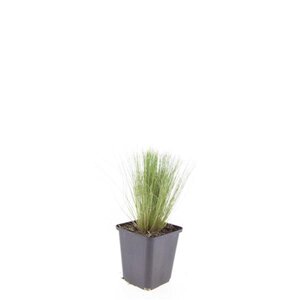 Stipa tenuissima 'Ponytails' geen maat specificatie 0,55L/P9cm - afbeelding 3