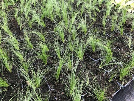 Stipa tenuissima 'Ponytails' geen maat specificatie 0,55L/P9cm - afbeelding 11