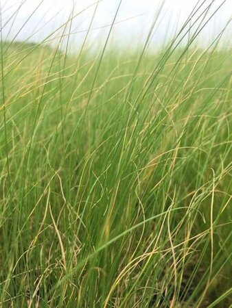 Stipa tenuissima 'Ponytails' geen maat specificatie 0,55L/P9cm - afbeelding 6