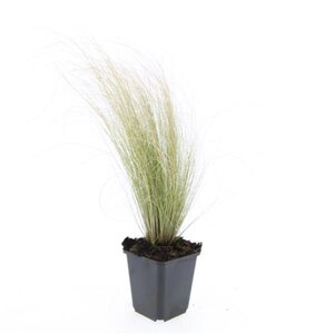 Stipa tenuissima 'Ponytails' geen maat specificatie 0,55L/P9cm - afbeelding 2