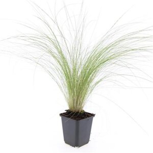 Stipa tenuissima 'Ponytails' geen maat specificatie 0,55L/P9cm - afbeelding 15