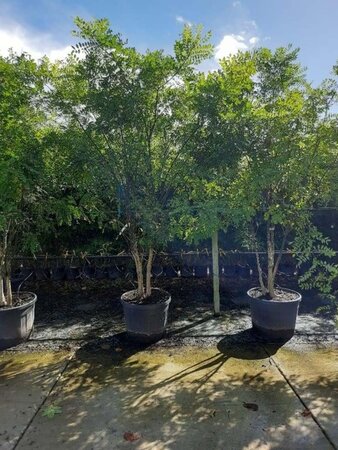 Styphnolobium japonicum 250-300 cm container meerstammig - afbeelding 1