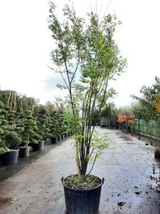 Styphnolobium japonicum 300-350 cm container meerstammig - afbeelding 2