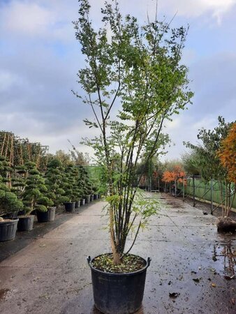 Styphnolobium japonicum 300-350 cm container multi-stem - image 3