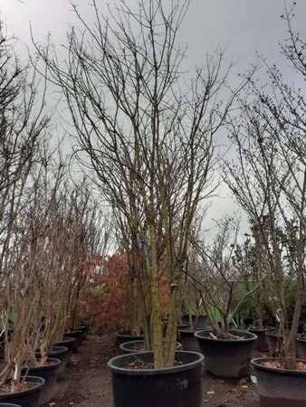 Styphnolobium japonicum 350-400 cm container meerstammig - afbeelding 2