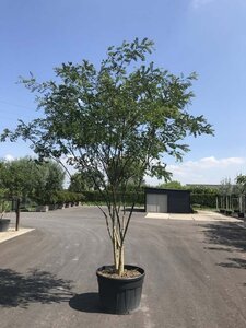 Styphnolobium japonicum 350-400 cm container meerstammig - afbeelding 1