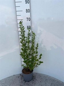 Symphoricarpos albus 40-60 cm cont. 2,0L - afbeelding 1