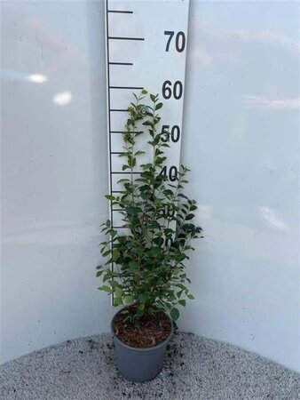 Symphoricarpos albus 40-60 cm cont. 2,0L - afbeelding 2