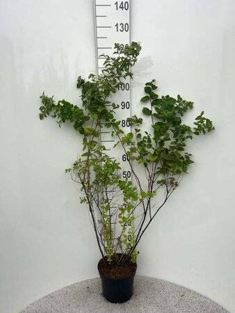 Symphoricarpos albus 80-100 cm cont. 5,0L