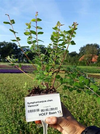 Symphoricarpos ch. 'Hancock' geen maat specificatie 0,55L/P9cm - afbeelding 4