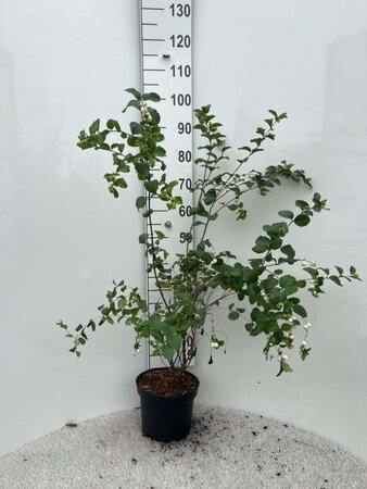 Symphoricarpos d. 'White Hedge' 80-100 cm cont. 5,0L