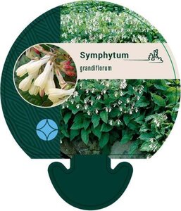 Symphytum grandiflorum geen maat specificatie 0,55L/P9cm - afbeelding 8