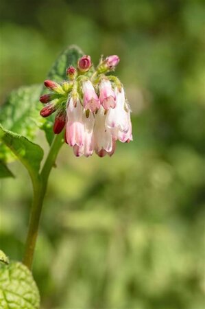 Symphytum grandiflorum geen maat specificatie 0,55L/P9cm - afbeelding 3