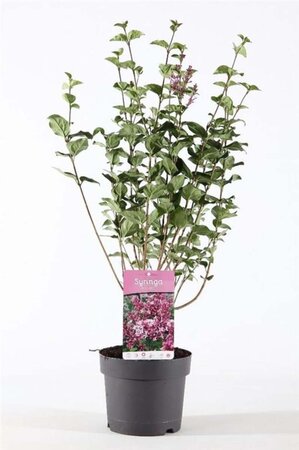 Syringa 'Josée' 40-50 cm cont. 3,0L