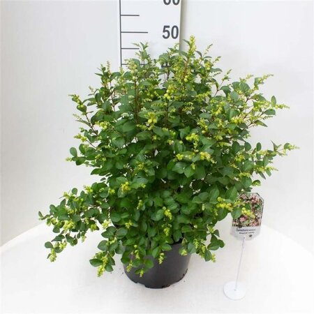 Symphoricarpos Magical Candy 50-60 cm cont. 10L - afbeelding 1