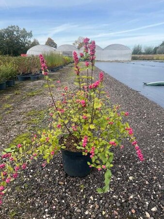 Symphoricarpos Magical Candy 50-60 cm cont. 10L - afbeelding 2