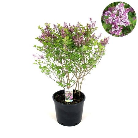 Syringa meyeri 'Palibin' 60-80 cm cont. 12L - afbeelding 1