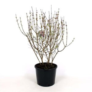 Syringa meyeri 'Palibin' 60-80 cm cont. 12L - afbeelding 2