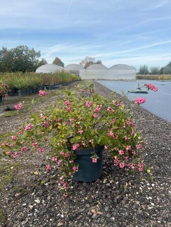 Symphoricarpos Magical Temptation 50-60 cm cont. 10L