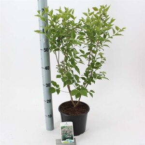 Syringa patula 'Miss Kim' 30-40 cm cont. 3,0L - afbeelding 2