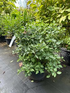 Syringa patula 'Miss Kim' 60-80 cm cont. 15L - afbeelding 2