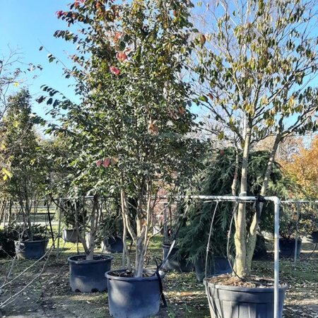 Sycoparrotia semidecidua 400-500 cm container meerstammig - afbeelding 3