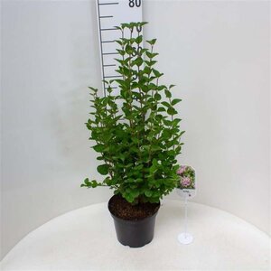 Syringa Tinkerbelle 40-50 cm cont. 5,0L