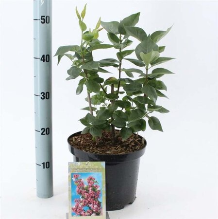 Syringa v. 'Katherine Havemeyer' LAVENDELPAARS 40-50 cm cont. 5,0L - afbeelding 1