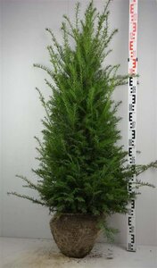 Taxus baccata 100-125 cm met kluit - afbeelding 24