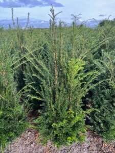 Taxus baccata 100-125 cm met kluit - afbeelding 21