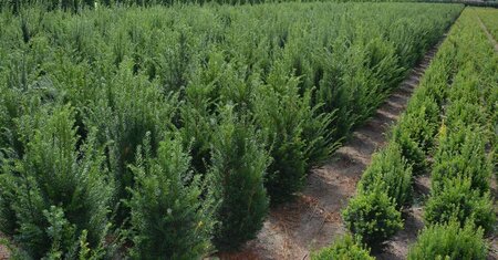 Taxus baccata 100-125 cm met kluit - afbeelding 25