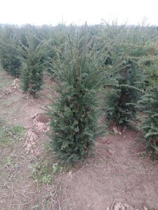 Taxus baccata 100-125 cm met kluit - afbeelding 27