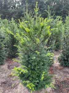 Taxus baccata 100-125 cm met kluit - afbeelding 28