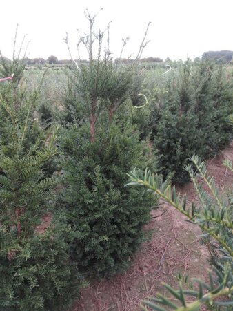 Taxus baccata 100-125 cm met kluit - afbeelding 6