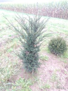 Taxus baccata 100-125 cm met kluit - afbeelding 13